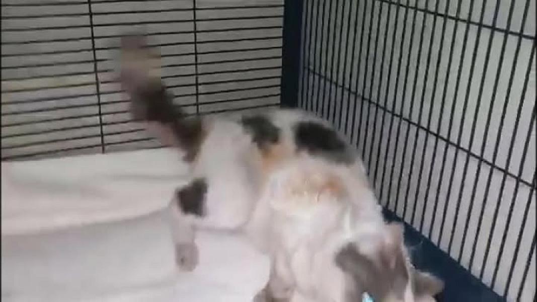 Kattenpraat