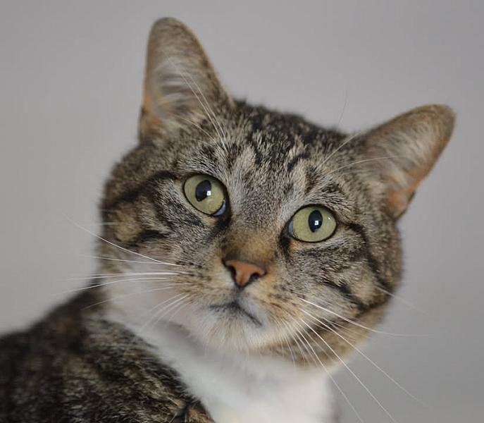 Kattenpraat