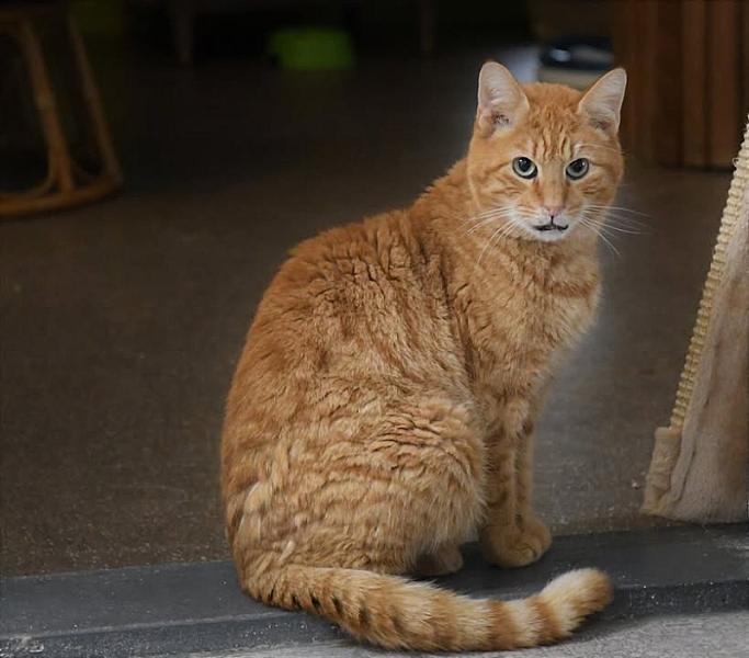 Kattenpraat