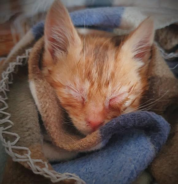 Kattenpraat