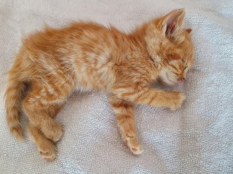 Kattenpraat