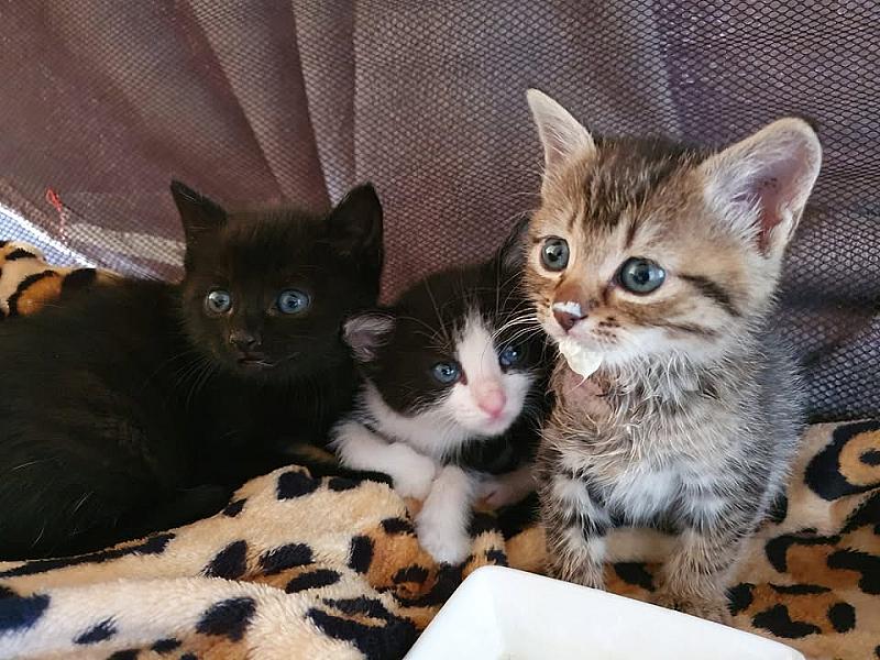 Kattenpraat