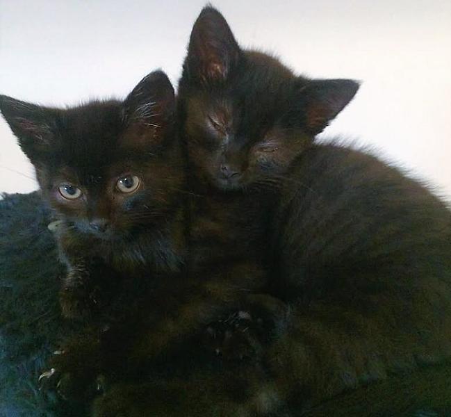 Kattenpraat