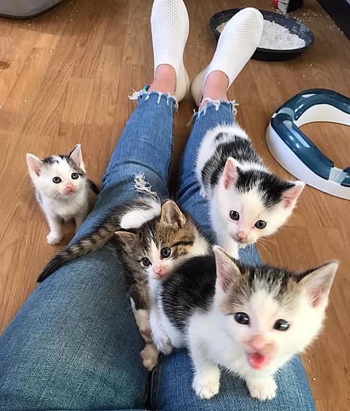 Kattenpraat