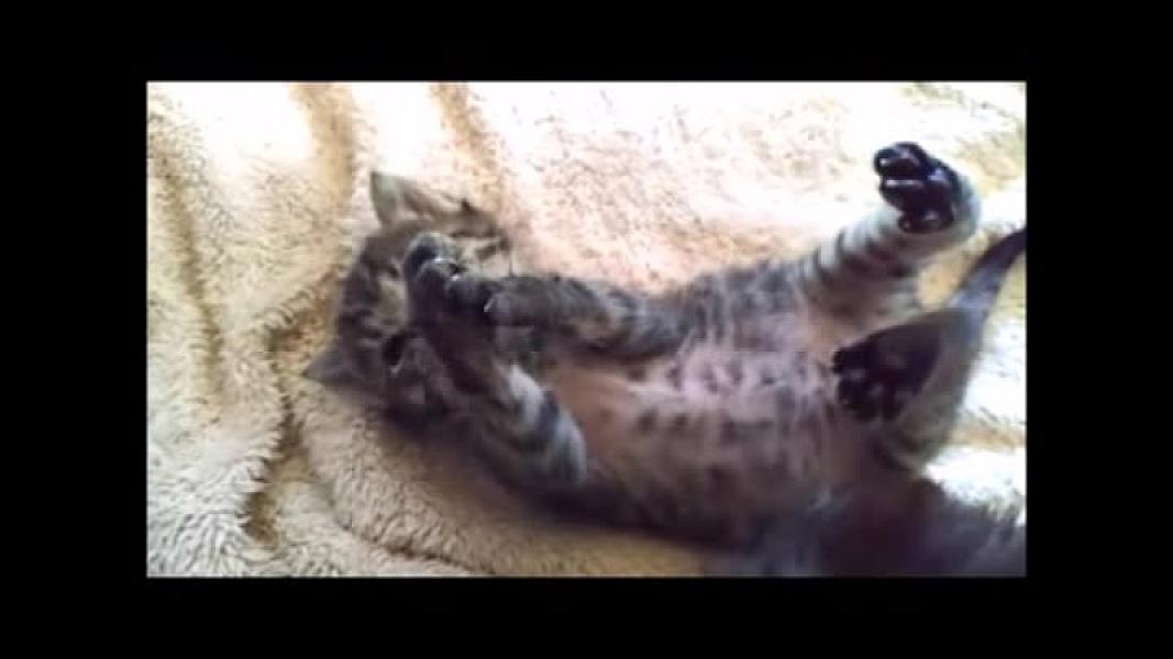 Kattenpraat