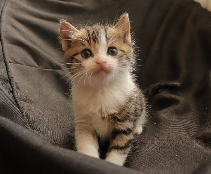 Kattenpraat