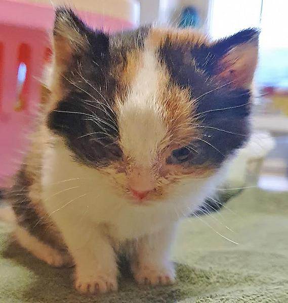 Kattenpraat
