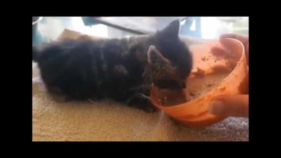 Kattenpraat