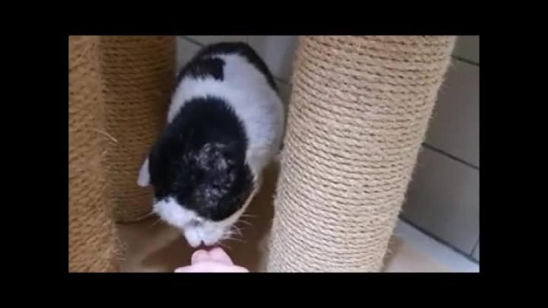Kattenpraat