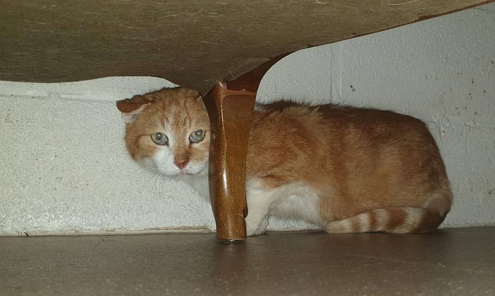 Kattenpraat
