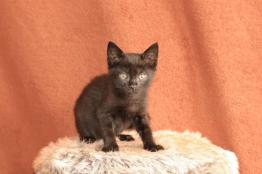 Kattenpraat