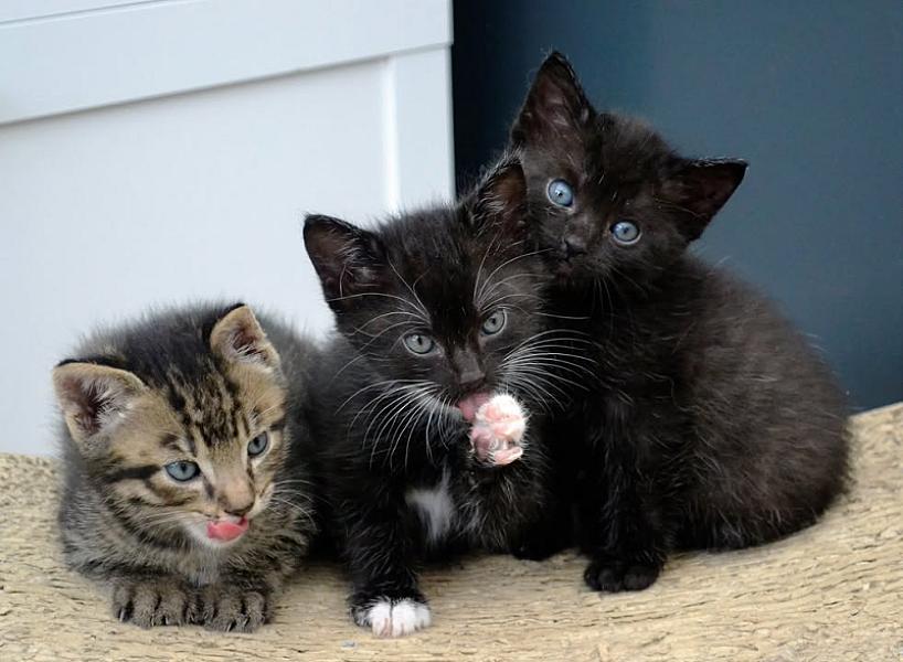 Kattenpraat