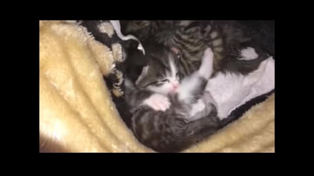 Kattenpraat