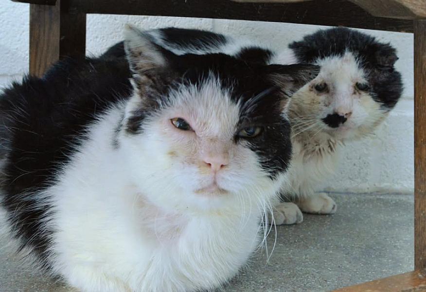 Kattenpraat