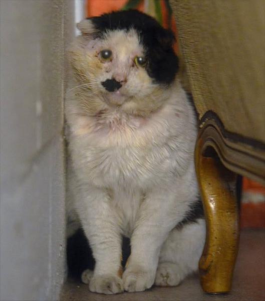 Kattenpraat