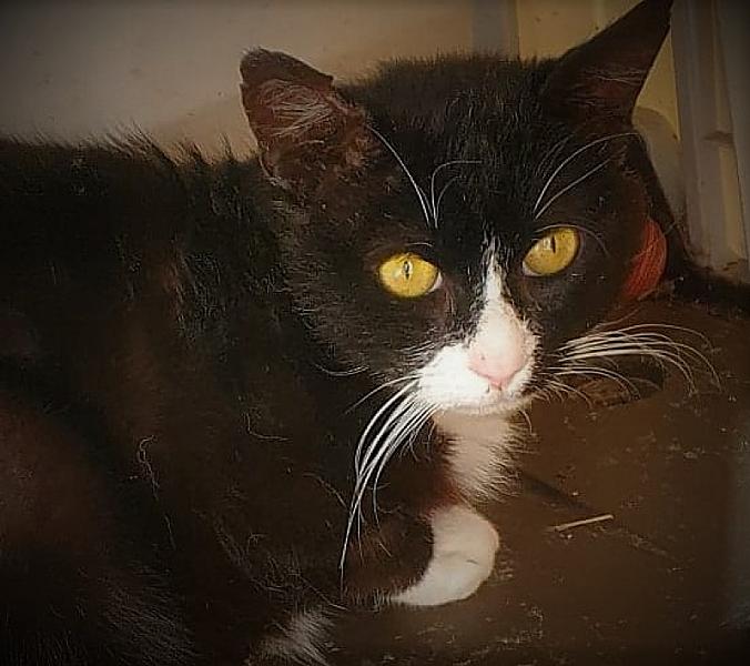 Kattenpraat