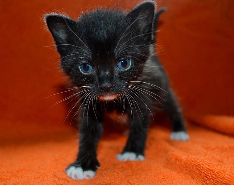 Kattenpraat