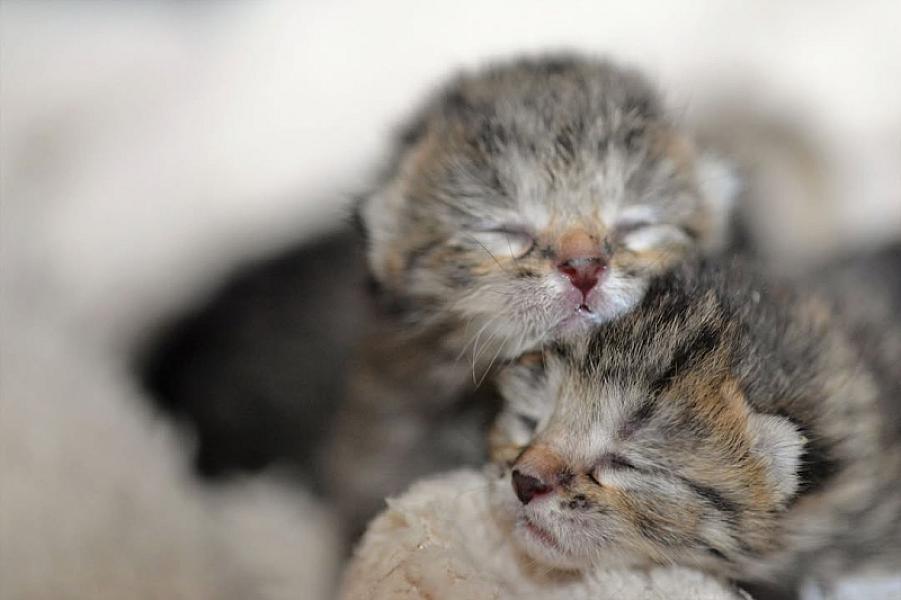 Kattenpraat