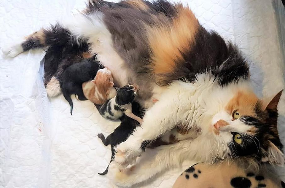Kattenpraat