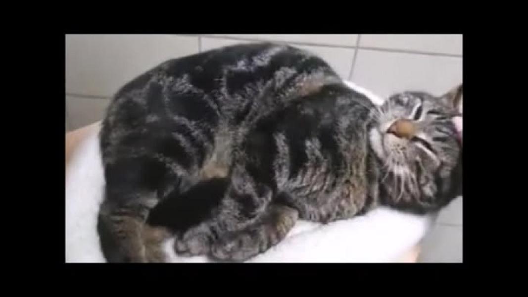 Kattenpraat