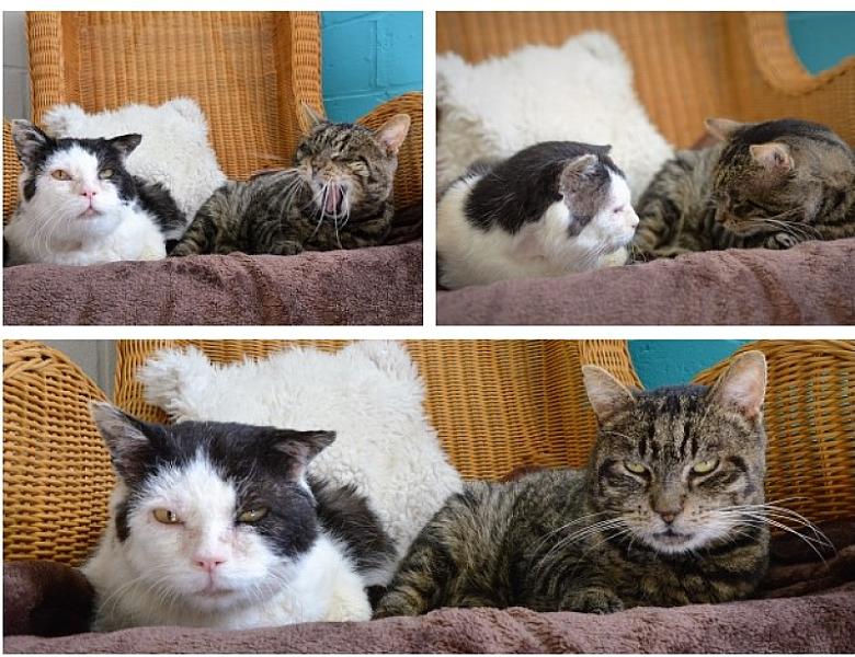Kattenpraat