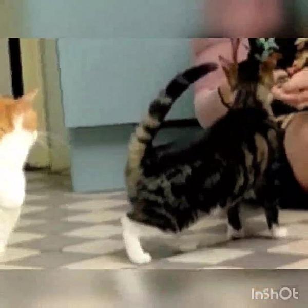 Kattenpraat