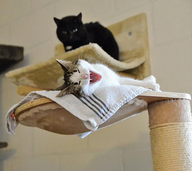 Kattenpraat