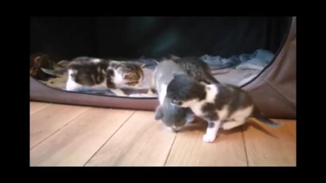 Kattenpraat