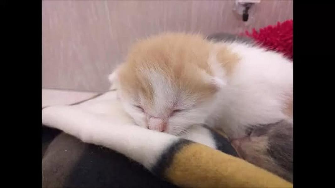 Kattenpraat