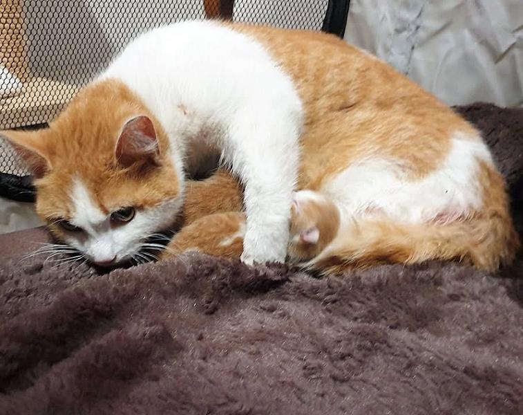 Kattenpraat