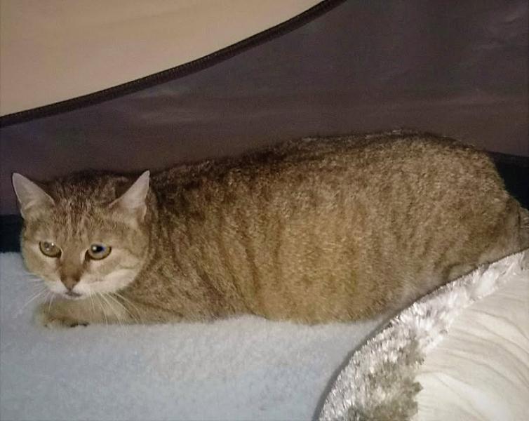 Kattenpraat