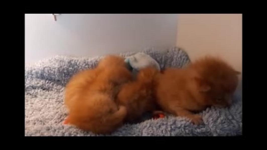 Kattenpraat