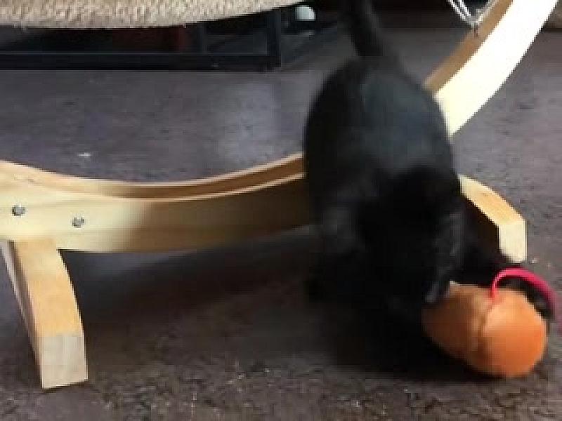 Kattenpraat