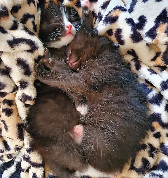 Kattenpraat