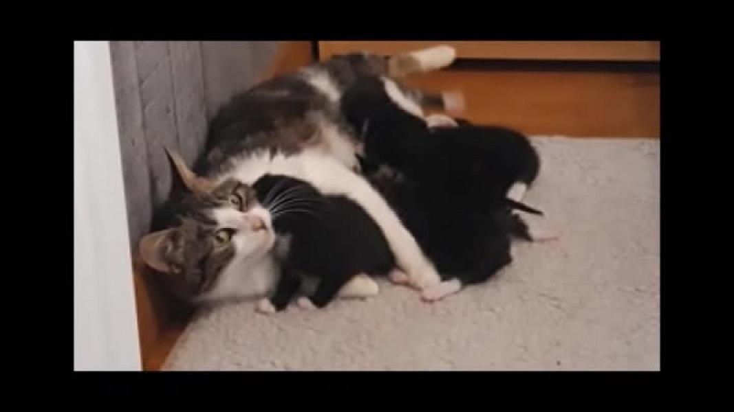 Kattenpraat
