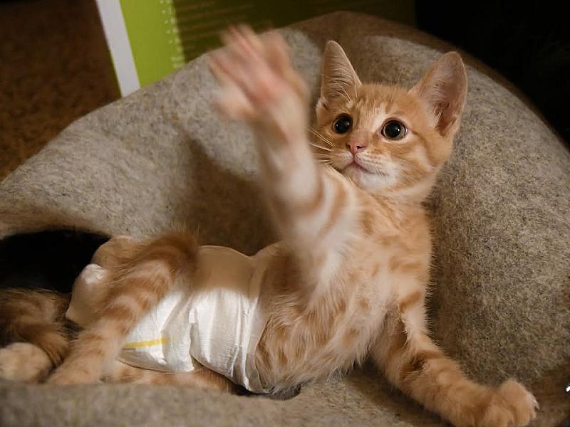 Kattenpraat