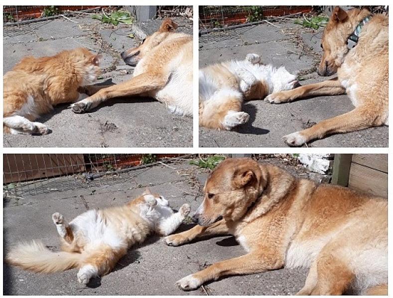 Kattenpraat
