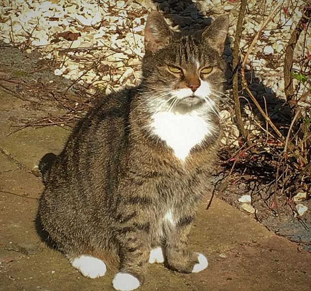 Kattenpraat
