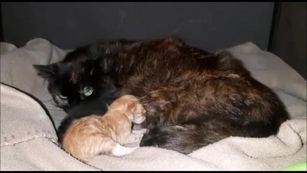 Kattenpraat