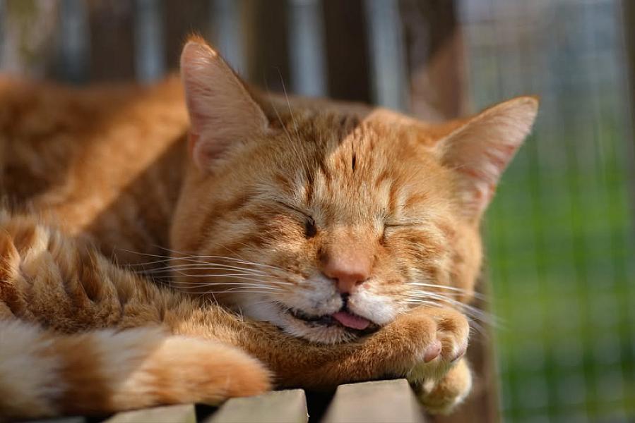 Kattenpraat