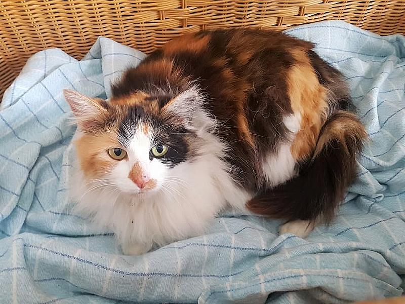 Kattenpraat