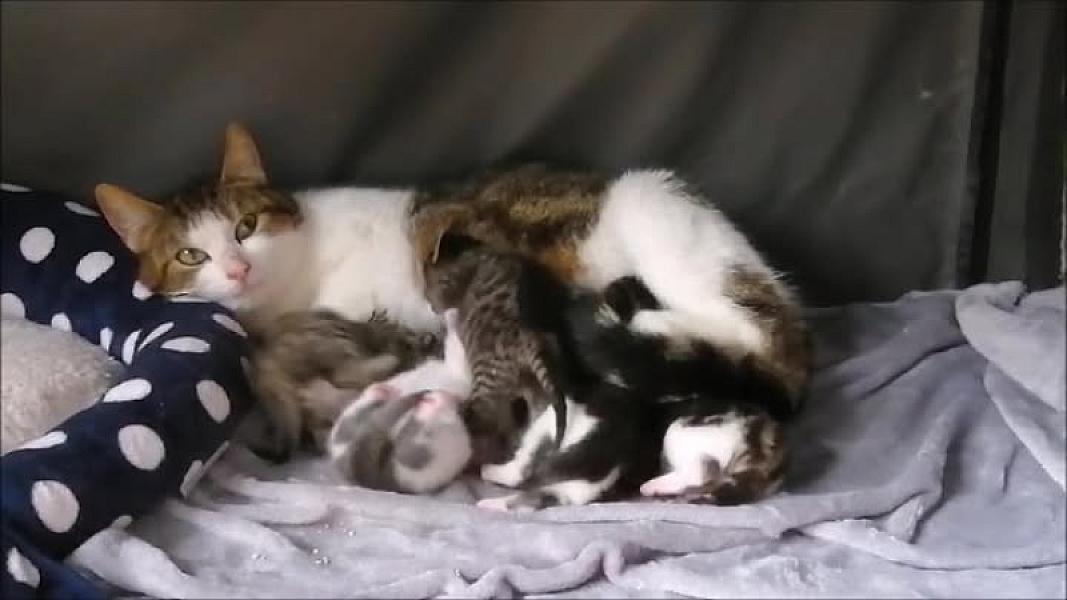 Kattenpraat