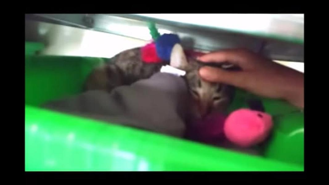 Kattenpraat