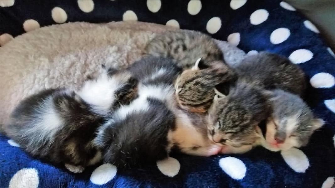 Kattenpraat