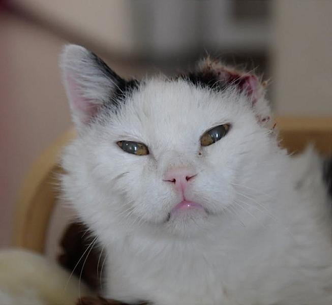 Kattenpraat