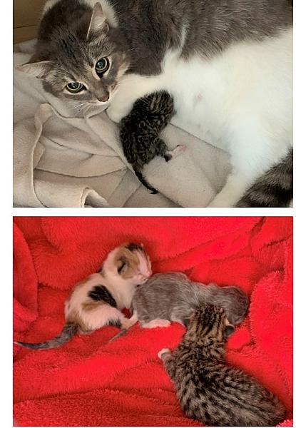 Kattenpraat