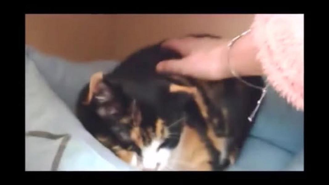 Kattenpraat