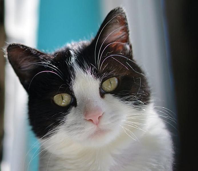Kattenpraat