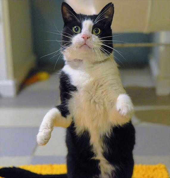 Kattenpraat