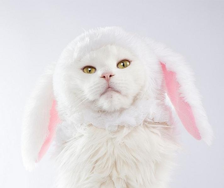Kattenpraat